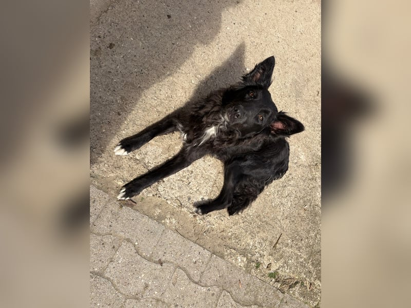 Szerafina Si - sanfte Mudi-Mix-Hündin sucht ein Zuhause