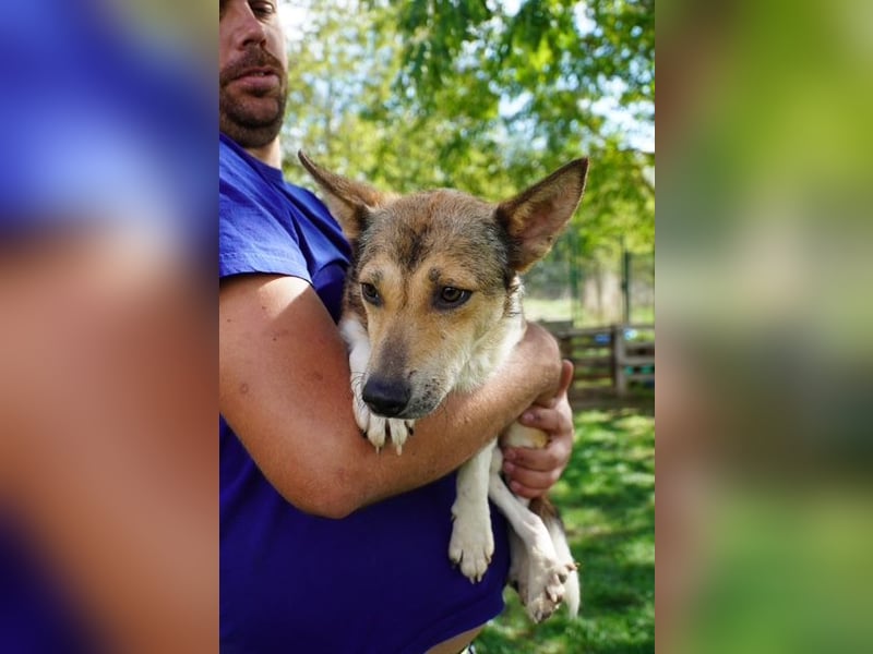 Simon VA– hübscher Rüde sucht nette Familie