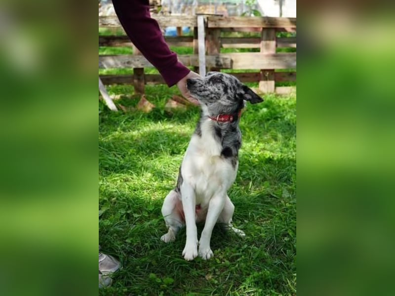 Sajo VA- möchte endlich auch ein schönes Zuhause