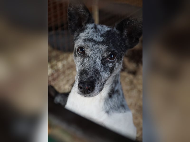 Susy VA- möchte endlich auch ein schönes Zuhause