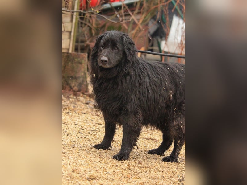 Flipper VA – Sanfter Mudi-Mix sucht zweite Chance