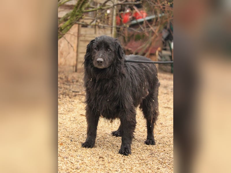 Flipper VA – Sanfter Mudi-Mix sucht zweite Chance