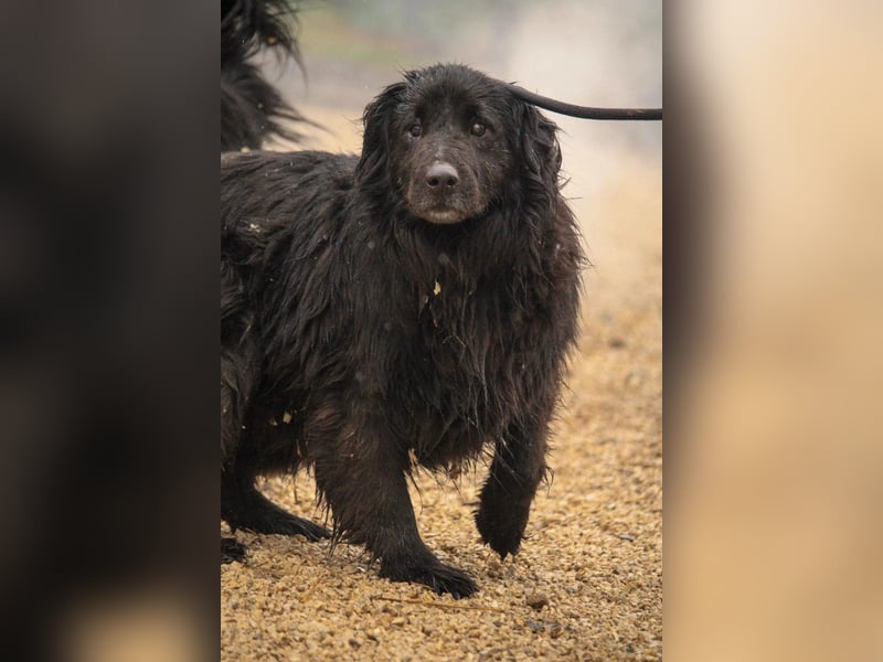 Flipper VA – Sanfter Mudi-Mix sucht zweite Chance