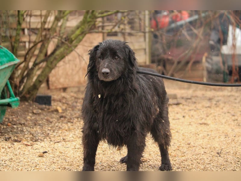Flipper VA – Sanfter Mudi-Mix sucht zweite Chance