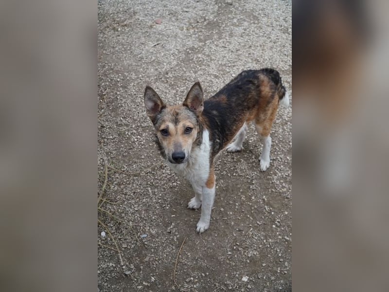 Simon VA– hübscher Rüde sucht nette Familie