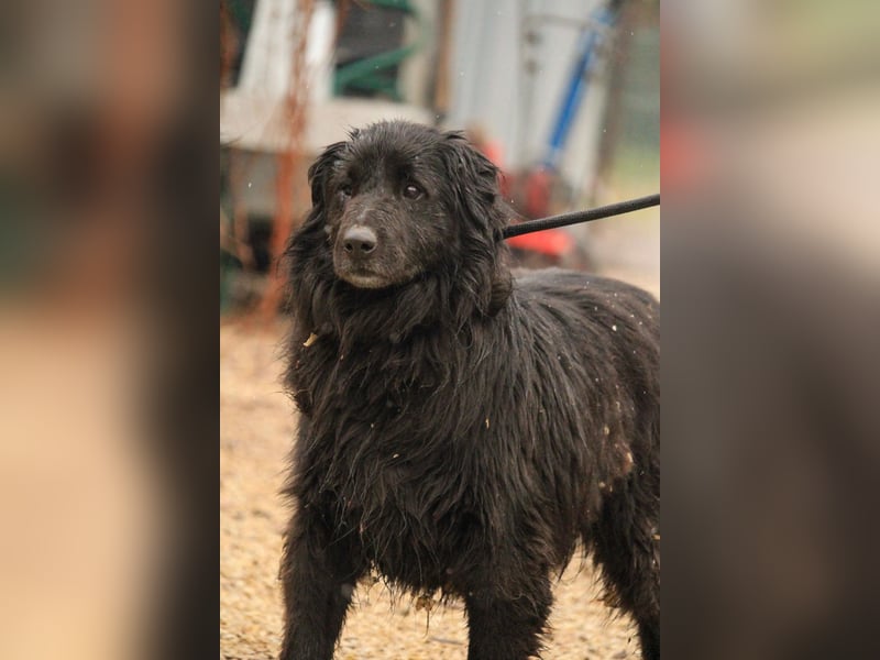 Flipper VA – Sanfter Mudi-Mix sucht zweite Chance
