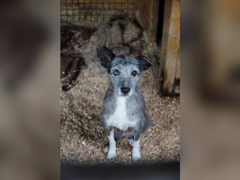 Sissy VA- möchte endlich auch ein schönes Zuhause