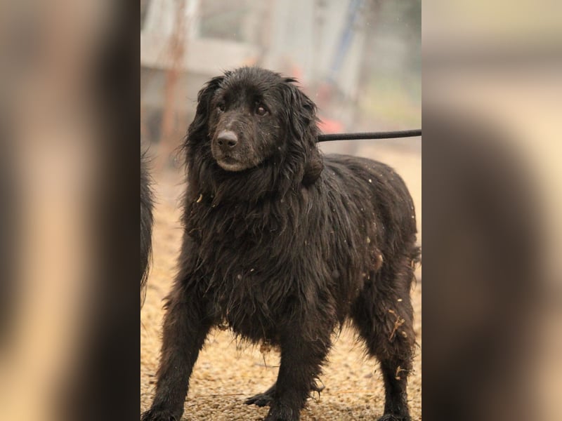 Flipper VA – Sanfter Mudi-Mix sucht zweite Chance