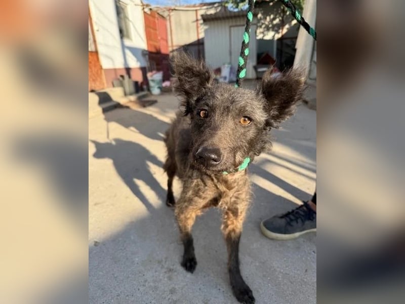 Zelmira KK – sucht geduldige, liebe Menschen