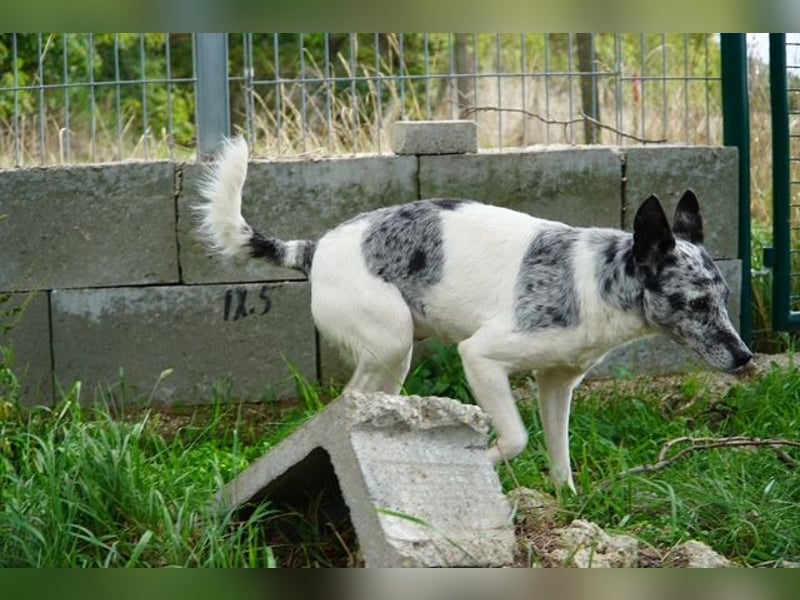 Susy VA- möchte endlich auch ein schönes Zuhause