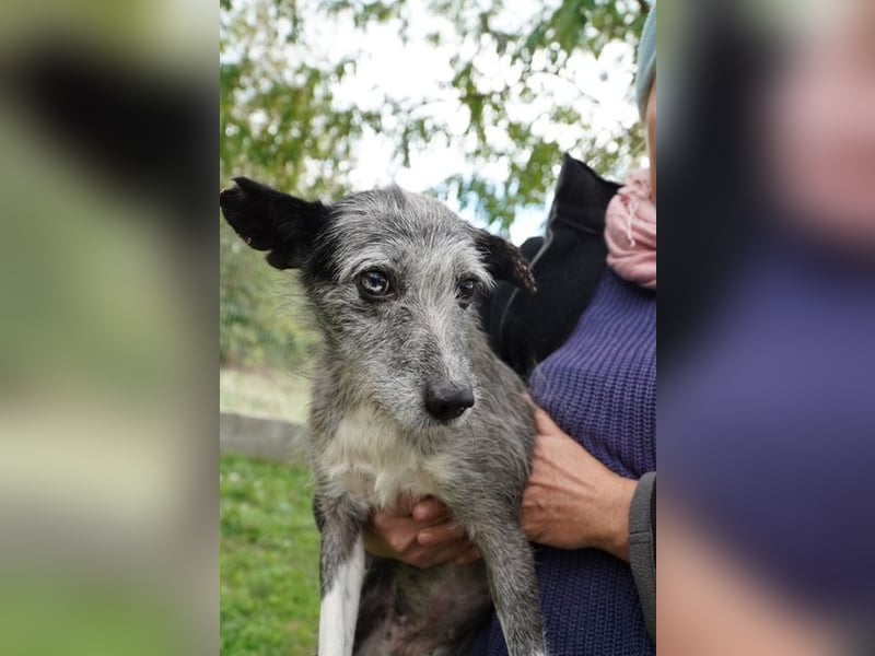 Sissy VA- möchte endlich auch ein schönes Zuhause