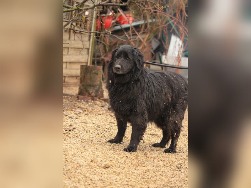 Flipper VA – Sanfter Mudi-Mix sucht zweite Chance