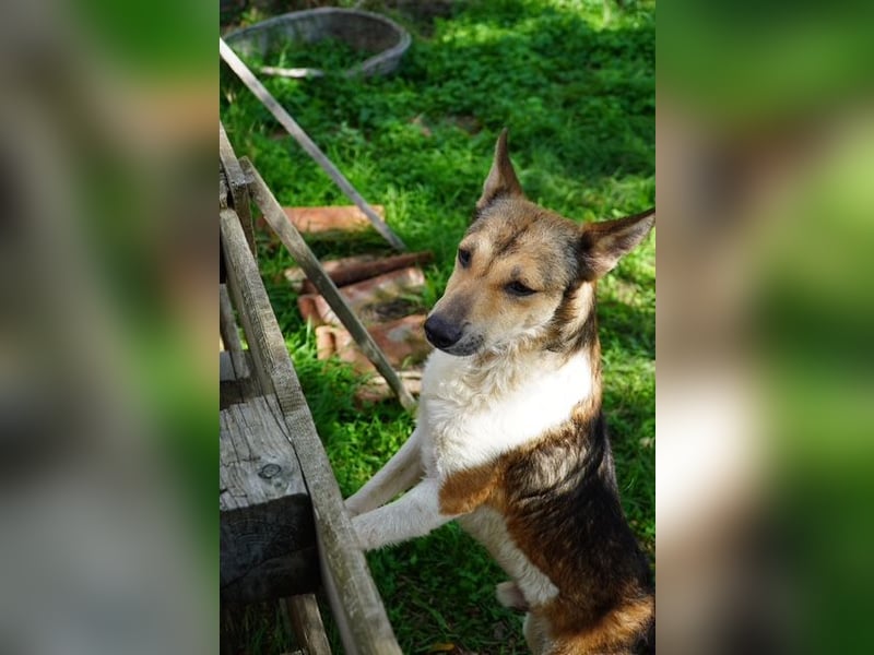 Simon VA– hübscher Rüde sucht nette Familie