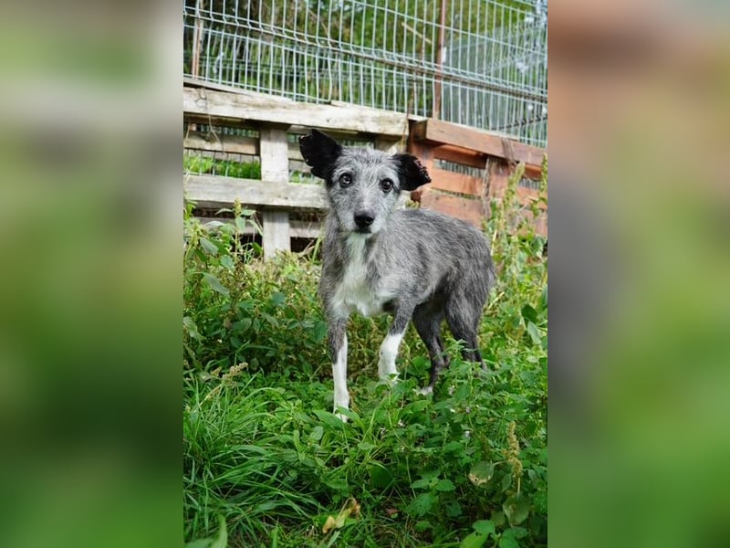 Sissy VA- möchte endlich auch ein schönes Zuhause