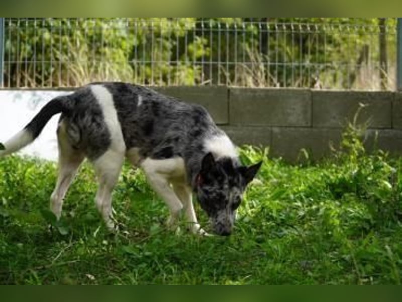 Sajo VA- möchte endlich auch ein schönes Zuhause