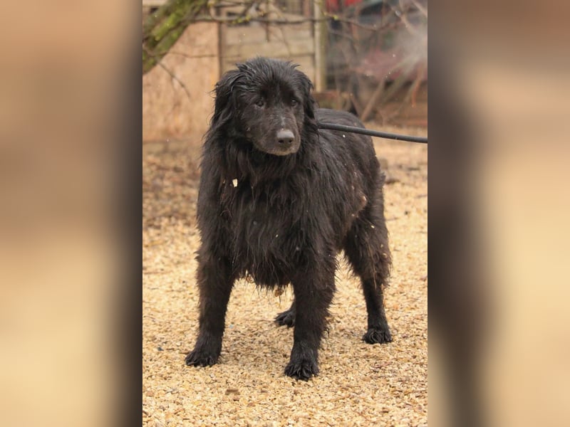 Flipper VA – Sanfter Mudi-Mix sucht zweite Chance