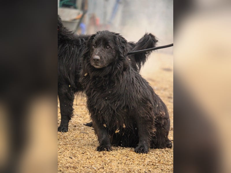 Flipper VA – Sanfter Mudi-Mix sucht zweite Chance