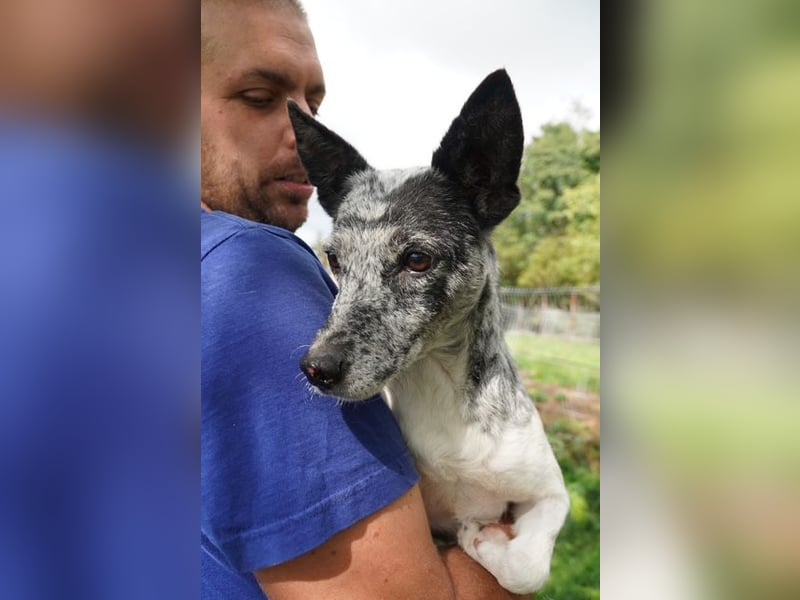 Susy VA- möchte endlich auch ein schönes Zuhause