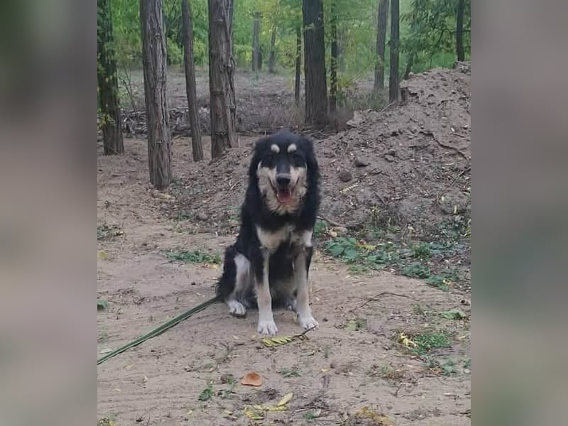 Arthur, geb. 10.03.2024, 48 cm, sucht nach seinen Menschen