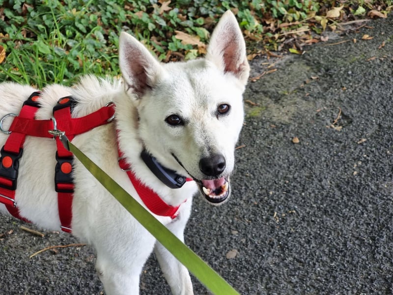 Kokusz, geb. 01.05.2021, 49 cm, wartet auf schon so lange auf ihr Glück (Pflegestelle Deutschland)