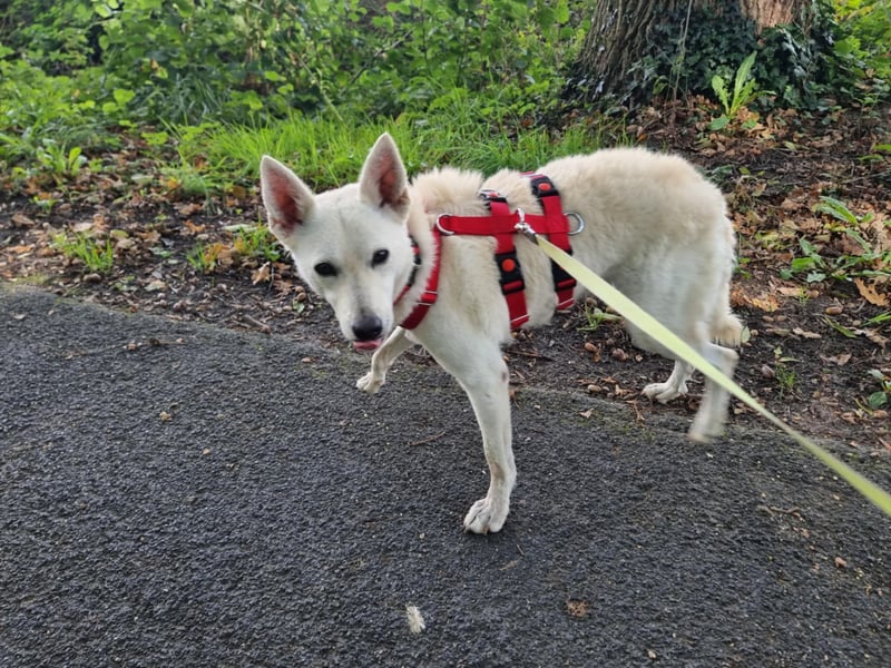 Kokusz, geb. 01.05.2021, 49 cm, wartet auf schon so lange auf ihr Glück (Pflegestelle Deutschland)