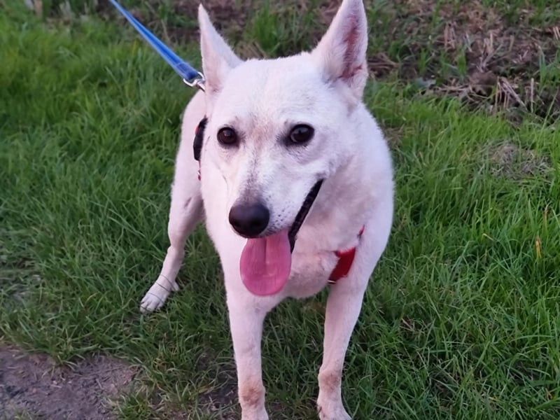 Kokusz, geb. 01.05.2021, 49 cm, wartet auf schon so lange auf ihr Glück (Pflegestelle Deutschland)