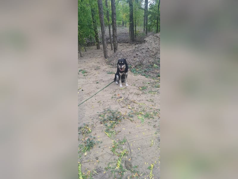 Arthur, geb. 10.03.2024, 48 cm, sucht nach seinen Menschen