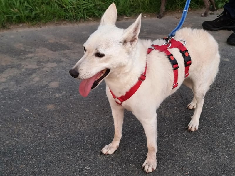 Kokusz, geb. 01.05.2021, 49 cm, wartet auf schon so lange auf ihr Glück (Pflegestelle Deutschland)