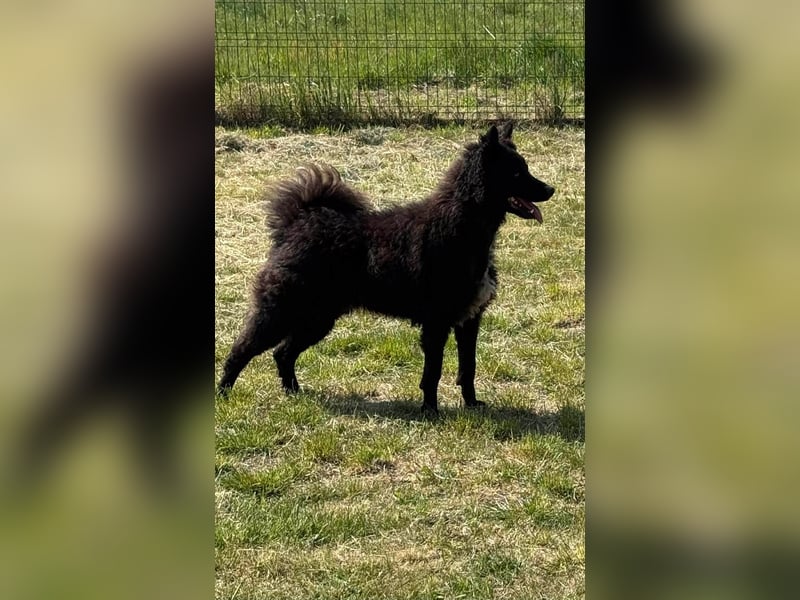 Abel, geb. 01.05.2023, 48 cm, sucht seine aktive Familie