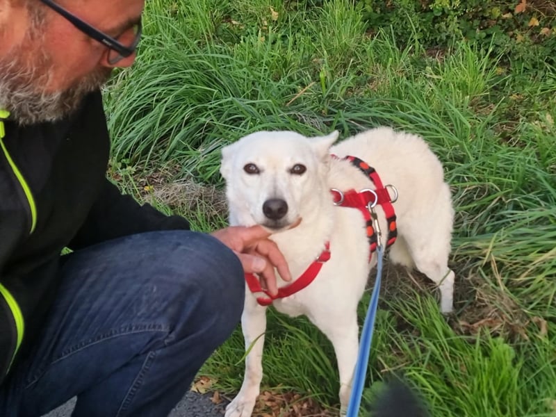Kokusz, geb. 01.05.2021, 49 cm, wartet auf schon so lange auf ihr Glück (Pflegestelle Deutschland)