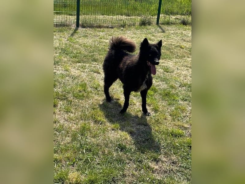 Abel,  geb. 01.05.2023, 48 cm, sucht seine aktive Familie