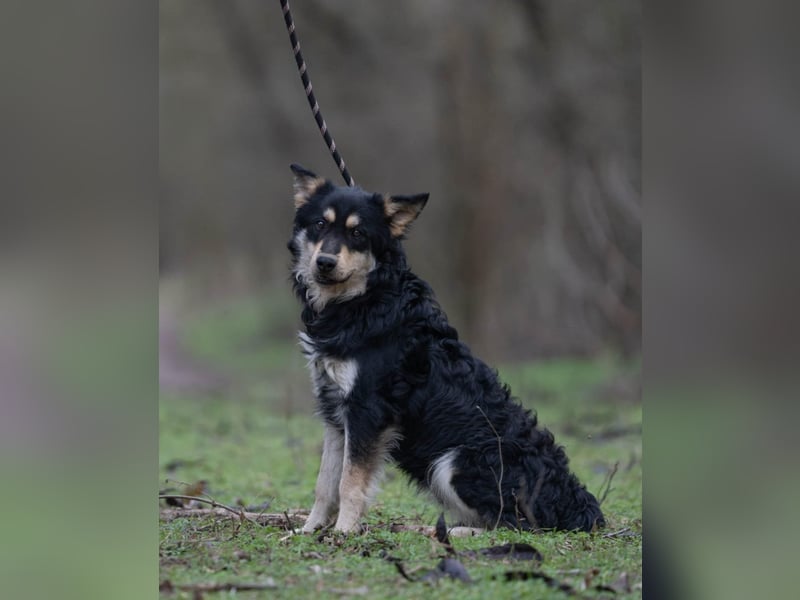 Arthur, geb. 10.03.2024, 48 cm, sucht nach seinen Menschen