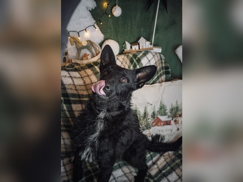 Bendegúz aktiver freundlicher  Mudi Schäferhund Mix