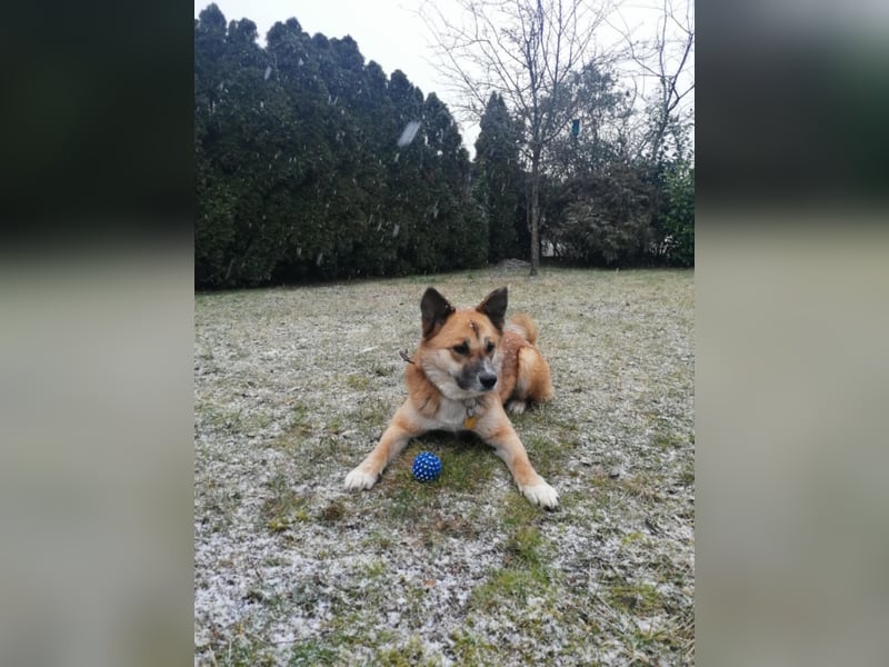 Tanja nette freundliche Hündin mit besonderem Charme