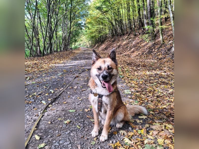 Tanja nette freundliche Hündin mit besonderem Charme
