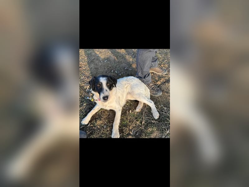 Toronto Mudi Border Collie Mix m scheu mit großem Herz