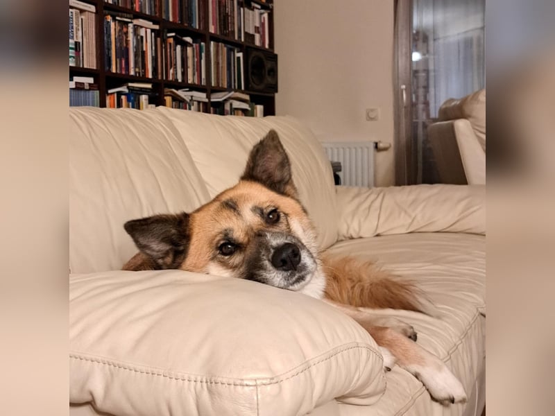 Tanja nette freundliche Hündin mit besonderem Charme