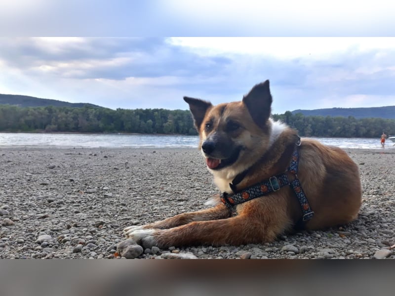 Tanja nette freundliche Hündin mit besonderem Charme