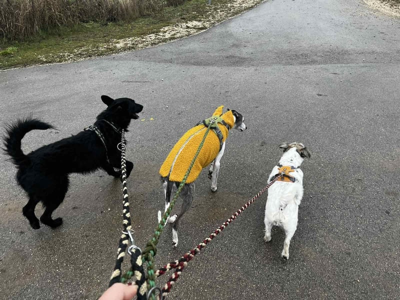 Bendegúz aktiver freundlicher  Mudi Schäferhund Mix