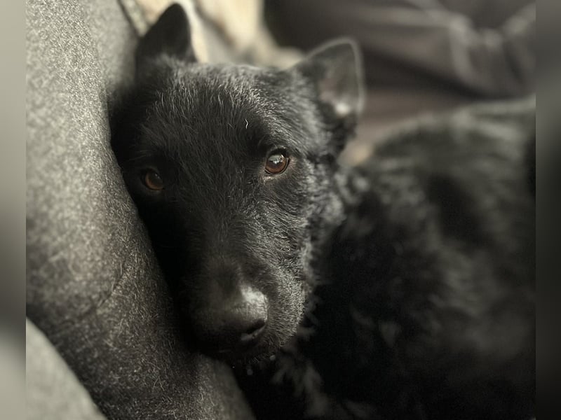 Bendegúz aktiver freundlicher  Mudi Schäferhund Mix