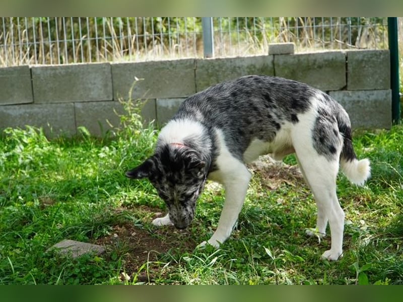 Sajo VA freundlich zurückhaltend mit großem Herz