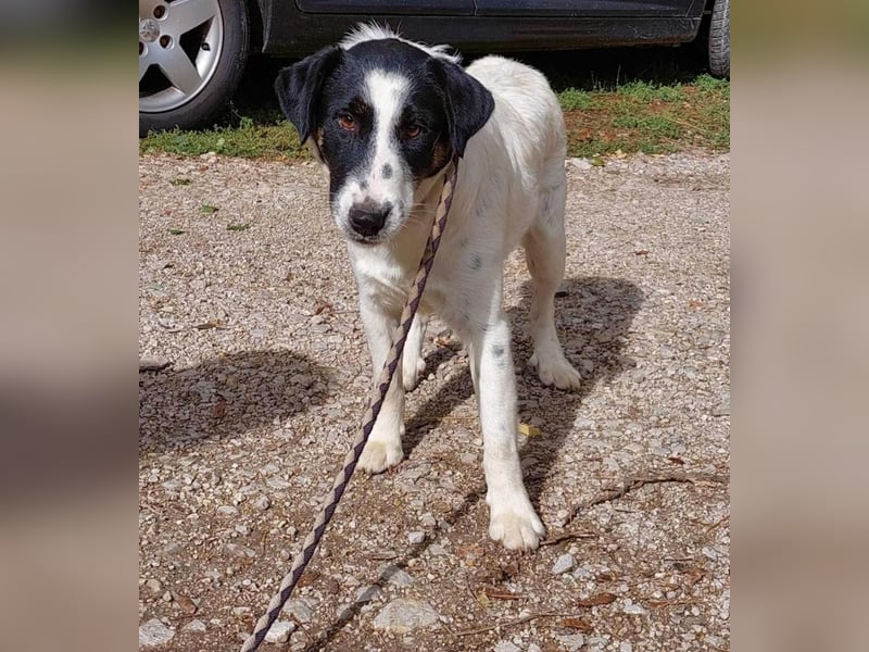 Toronto Mudi Border Collie Mix m scheu mit großem Herz
