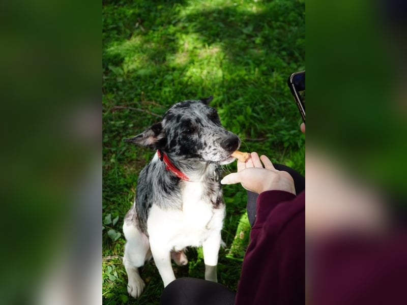 Sajo VA freundlich zurückhaltend mit großem Herz