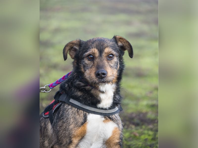 Mazsola SI - lieb, anhänglich