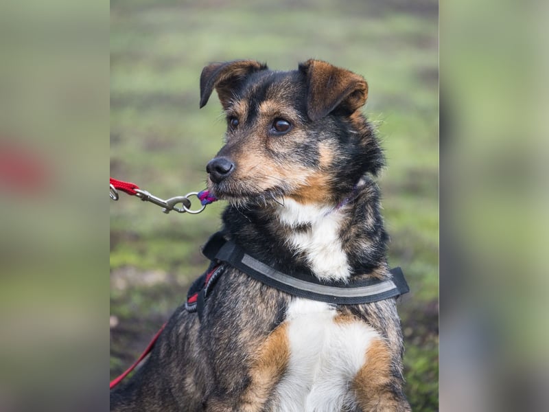 Mazsola SI - lieb, anhänglich