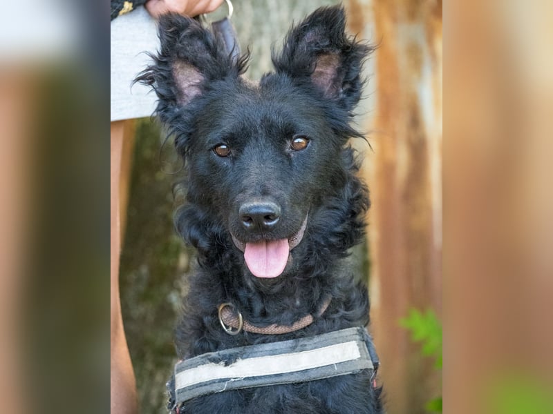 Eben SI, mag Kinder und Hunde