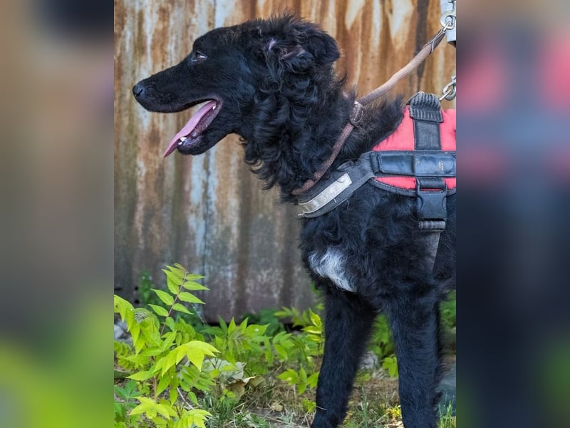 Eben SI, mag Kinder und Hunde