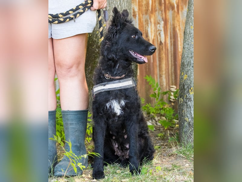 Eben SI, mag Kinder und Hunde