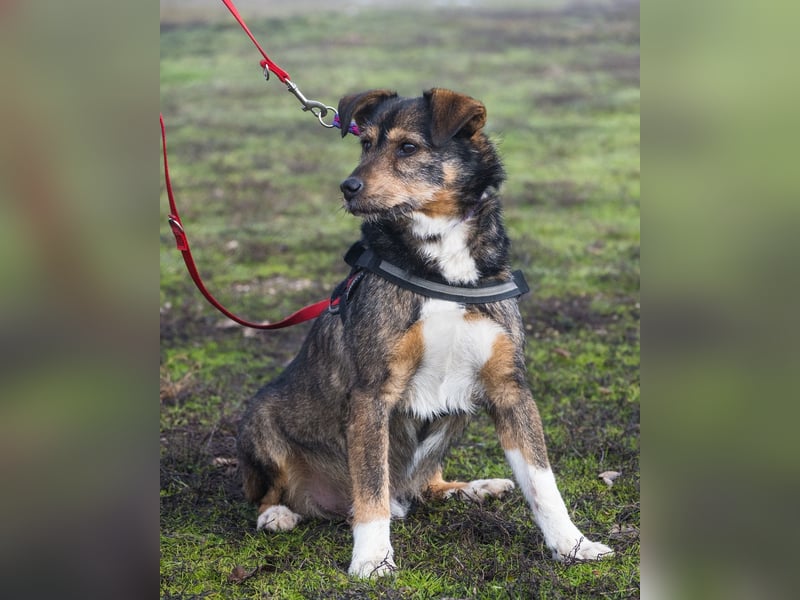 Mazsola SI - lieb, anhänglich