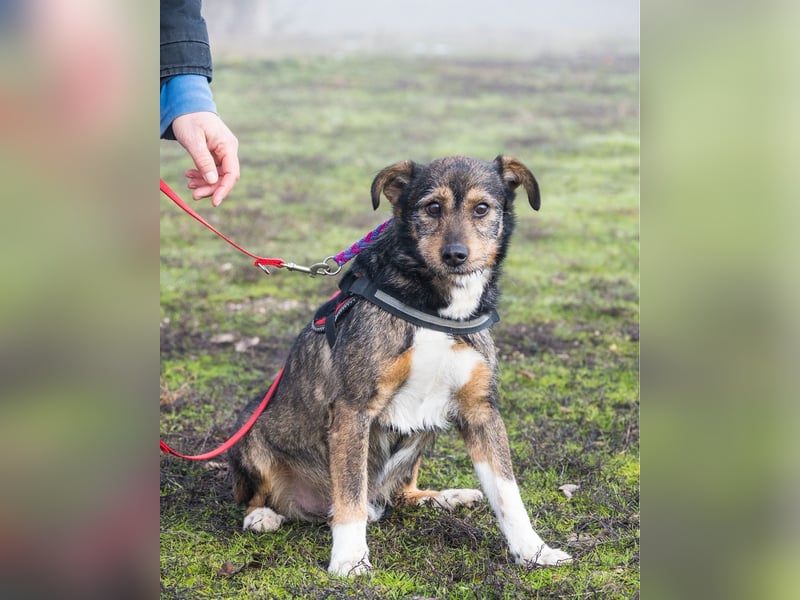 Mazsola SI - lieb, anhänglich